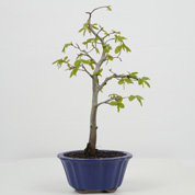 Bonsai Carpa europeia 5 anos